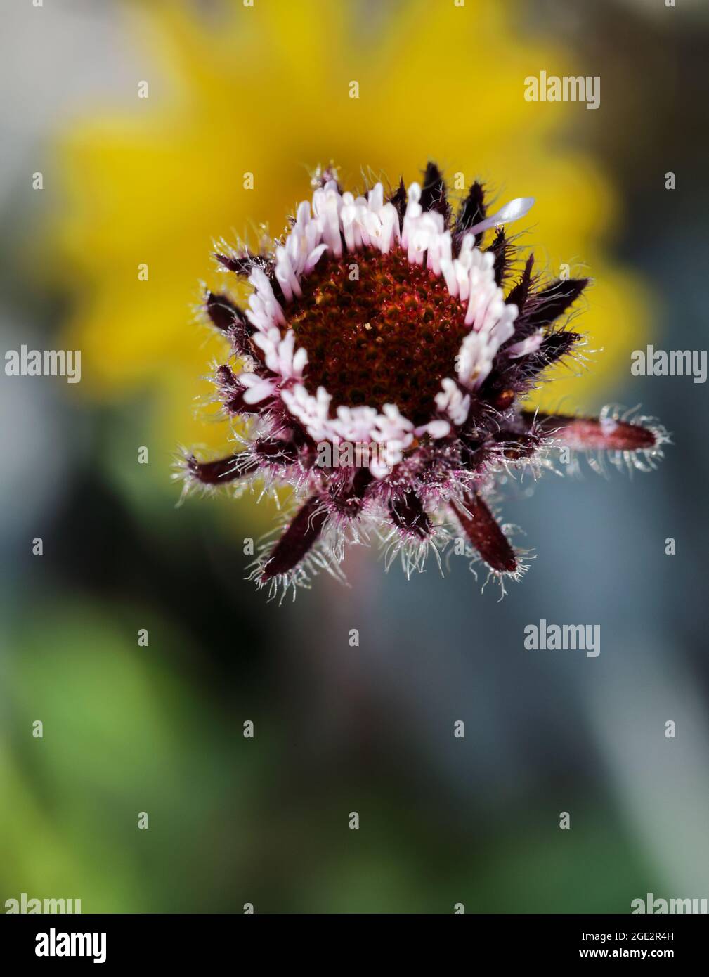 One-flowered fleabane Stock Photo