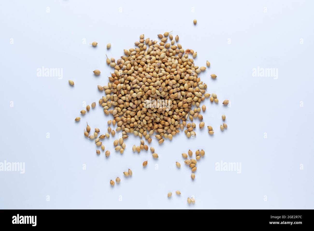 Coriander seeds, Coriandrum sativum, Satara, maharashtra, India Stock