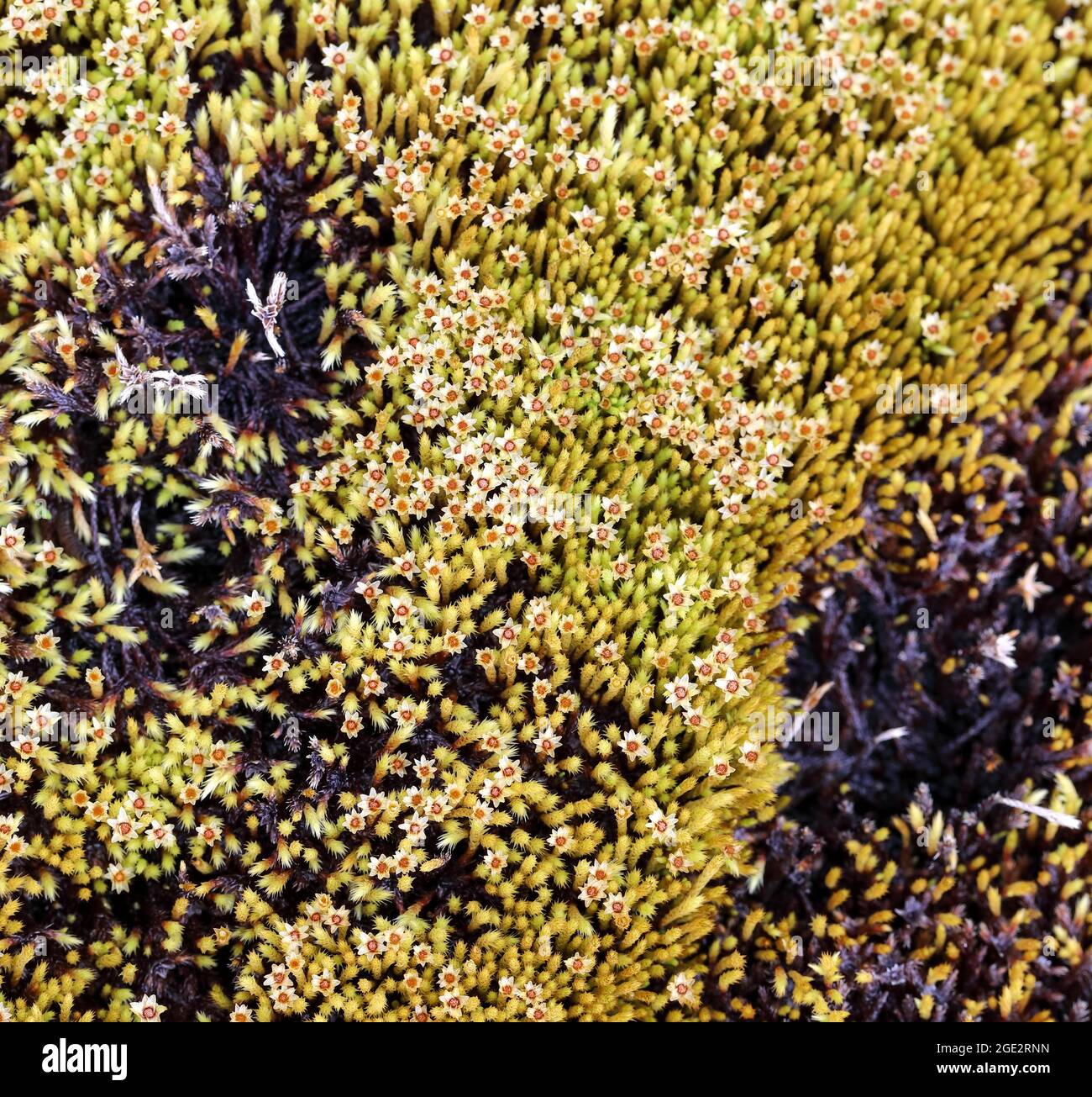 Fountain Apple-moss (Philonotis fontana) Moss growth Stock Photo