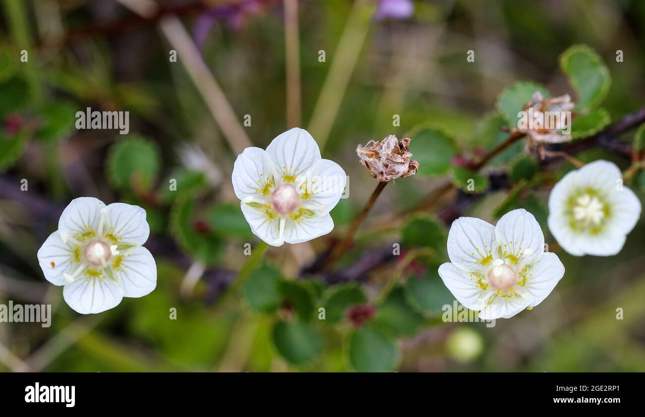 Grass-of-parnassus Stock Photo