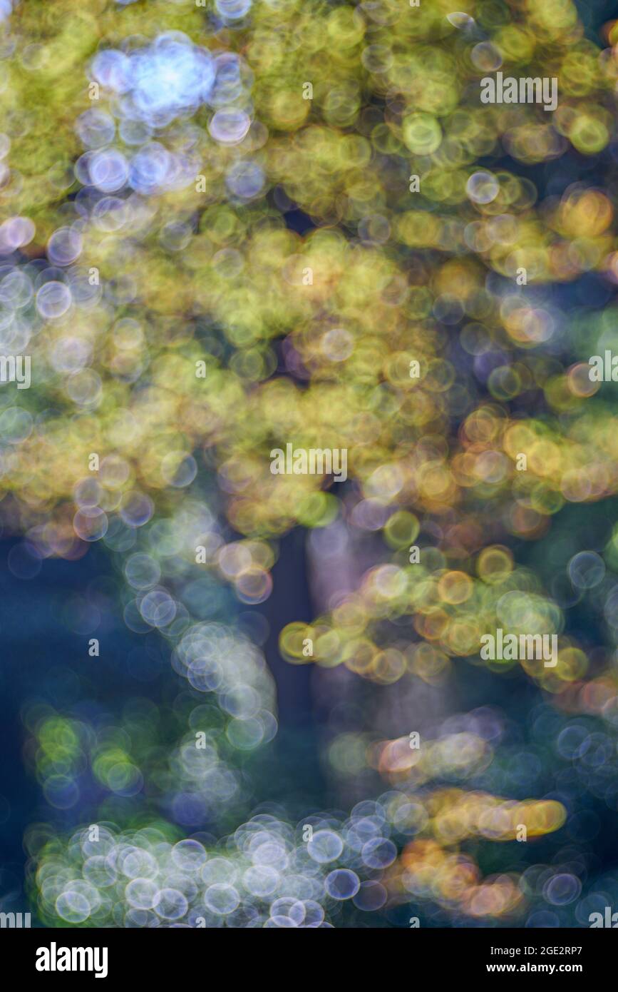 Soapbubble Bubble Bokeh And Floral Abstracts Photographed With Meyer 