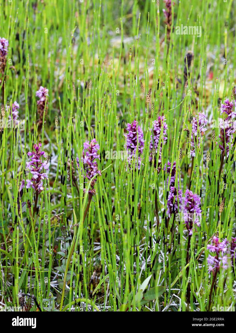 Fragrant orchid growth Stock Photo