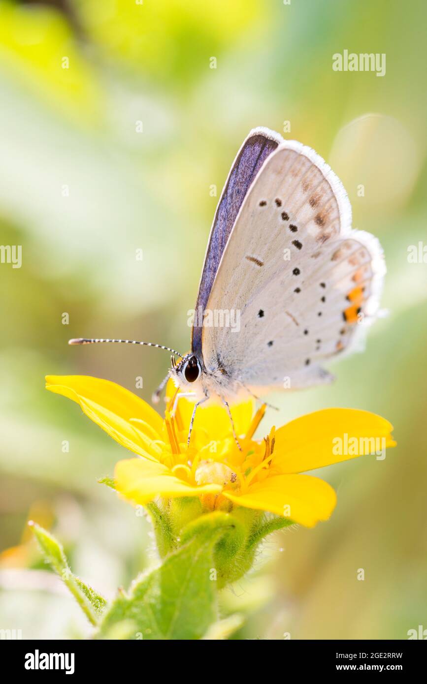 Short-tailed blue Butterfly - Cupido argiades - resting on a blossom of Chrysogonum virginianum, known as golden-knee, green and gold or goldenstar Stock Photo