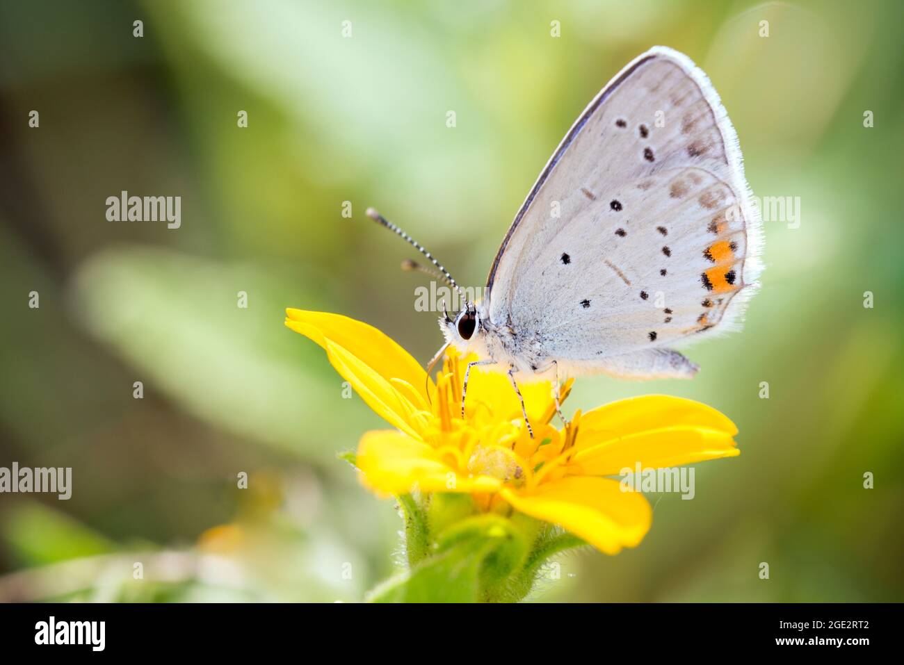Short-tailed blue Butterfly - Cupido argiades - resting on a blossom of Chrysogonum virginianum, known as golden-knee, green and gold or goldenstar Stock Photo