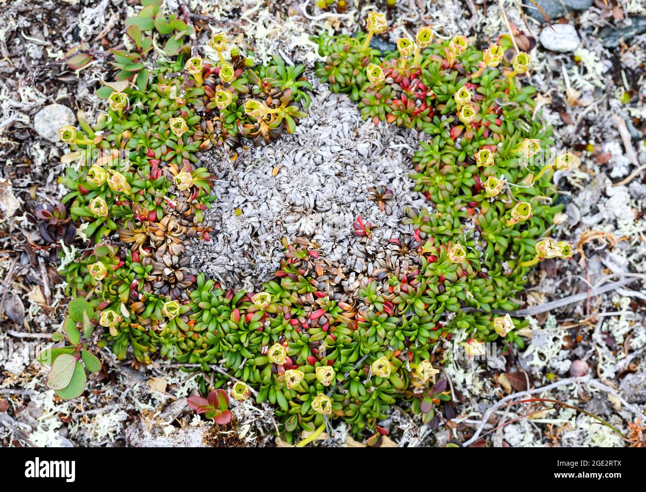 Pincushion plant Stock Photo Alamy