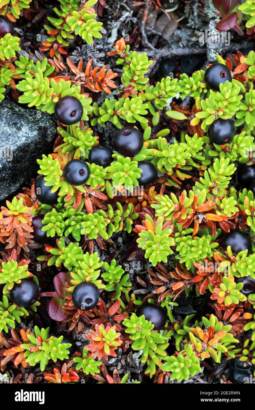 Blues mountain Heath with berries Stock Photo