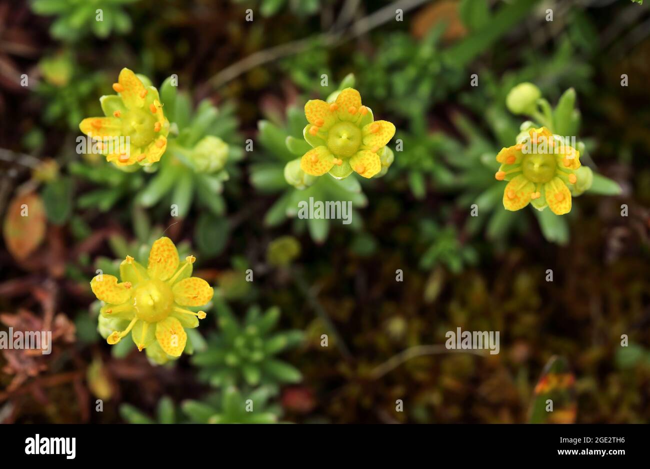 Yellow Mountain Saxifrage Stock Photo