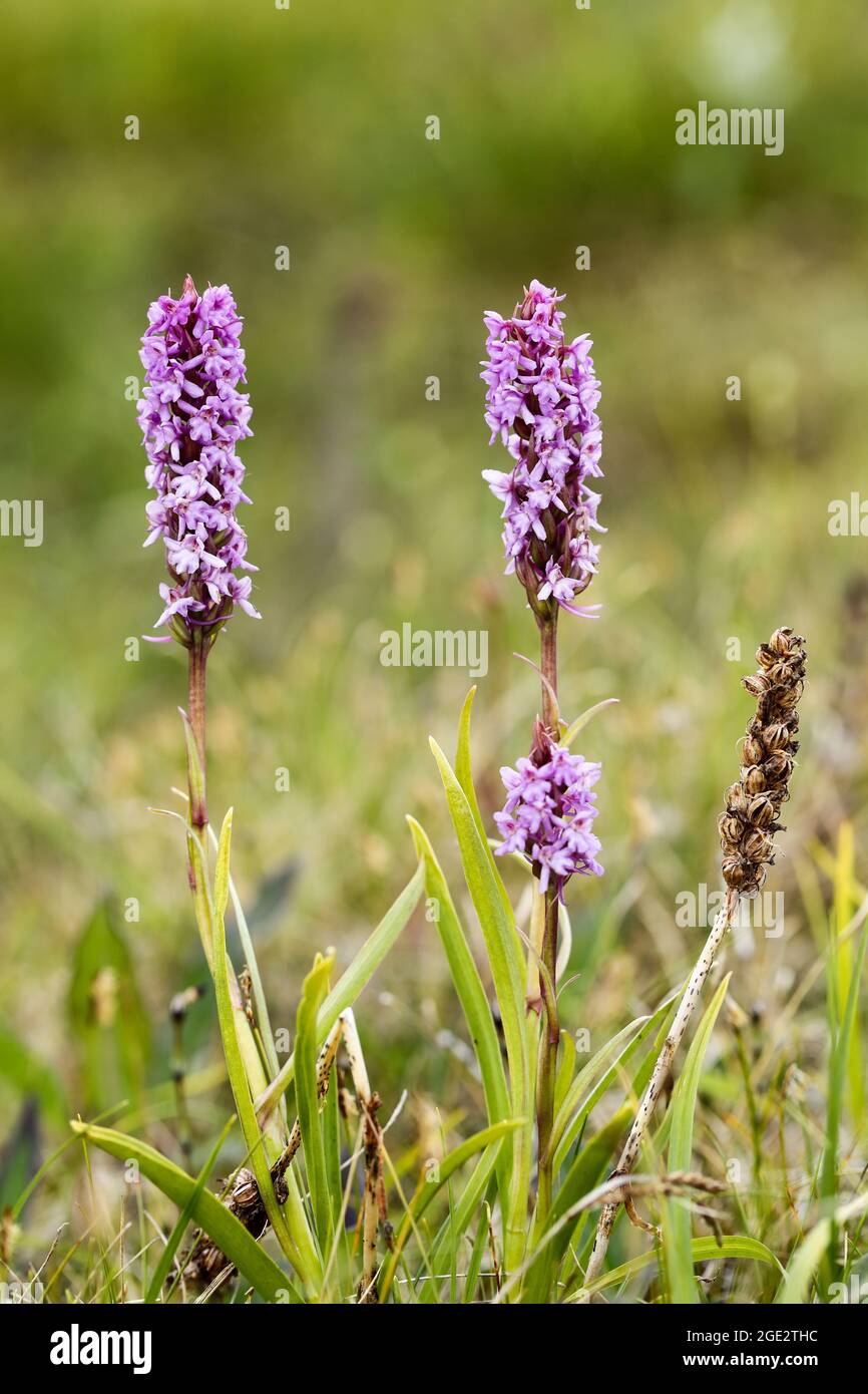 Fragrant orchid Stock Photo