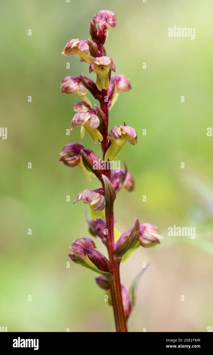 Frog orchid Stock Photo