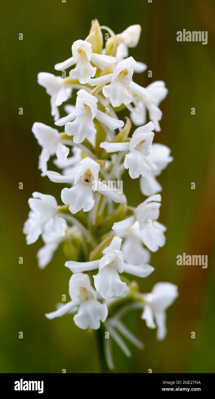 Fragrant orchid Stock Photo