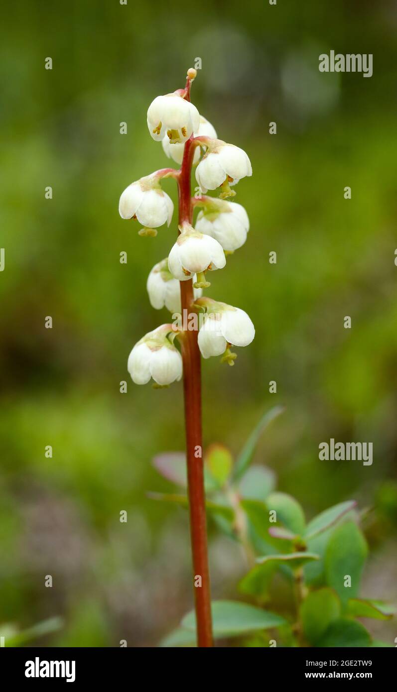 Intermediate wintergreen Stock Photo