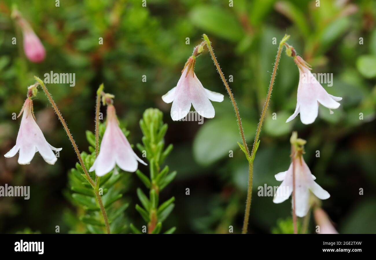 Twinflower Stock Photo