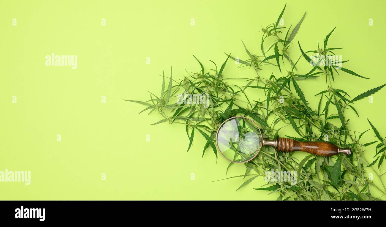 cannabis branch with green leaves and wooden magnifier on a green ...