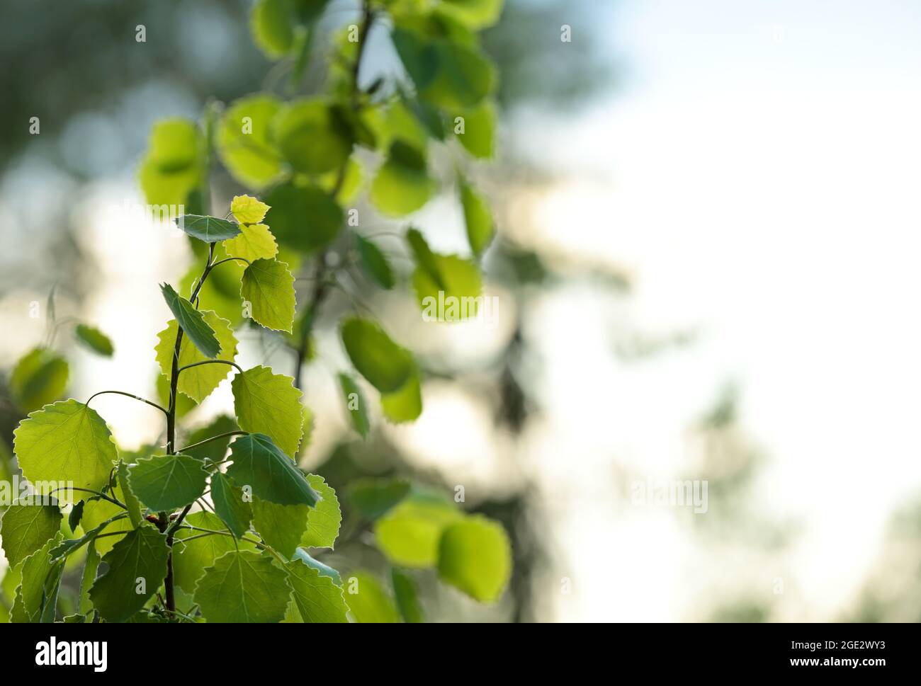 Aspen trees green fresh leaves trembling in hard wind Stock Photo Alamy