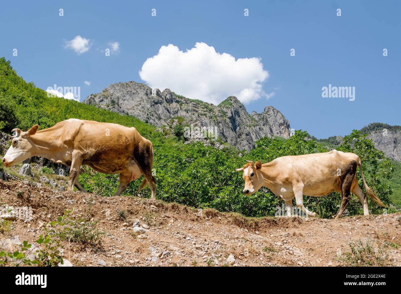 Close up view purebred grazing hi-res stock photography and images - Alamy