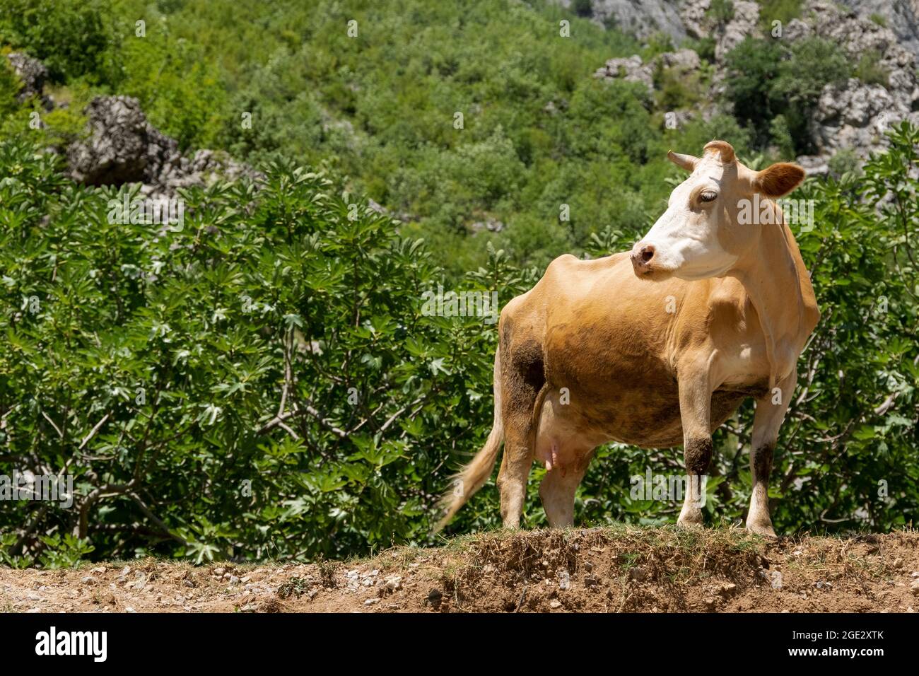 Close up view purebred grazing hi-res stock photography and images - Alamy