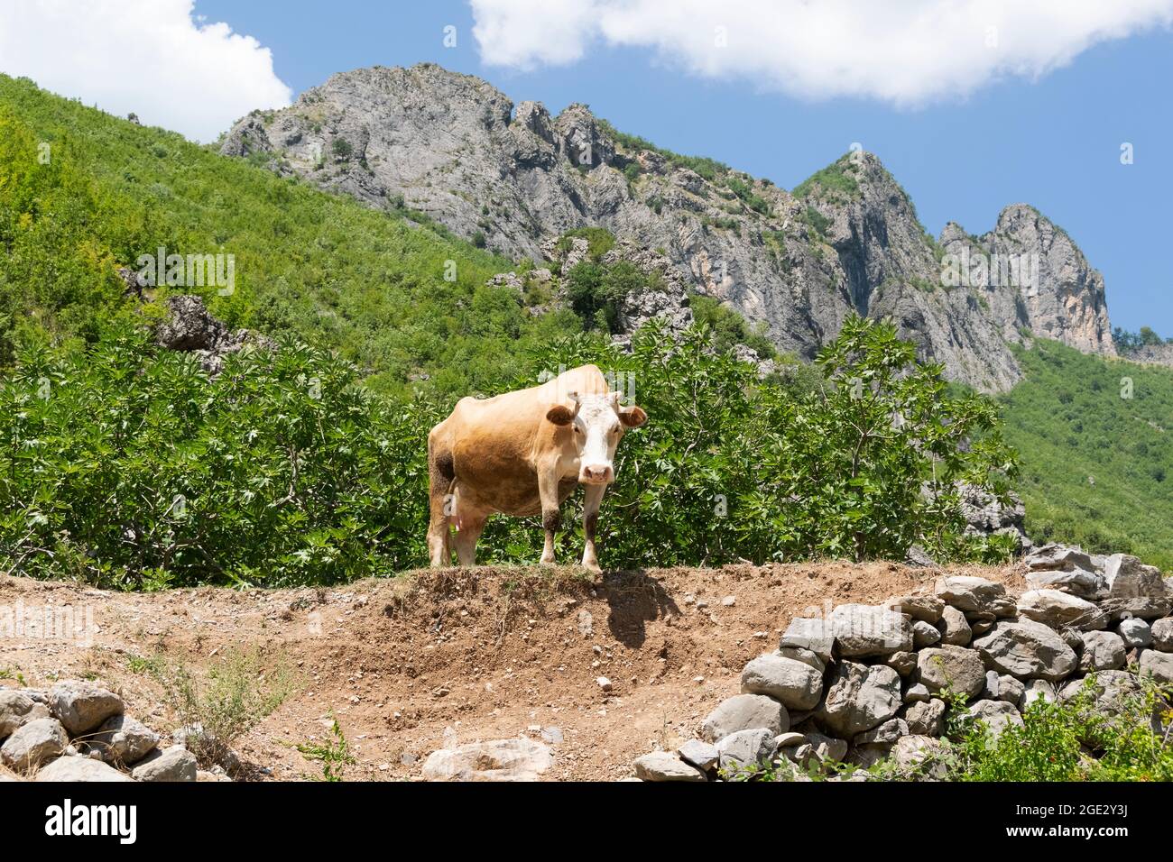 Close up view purebred grazing hi-res stock photography and images - Alamy