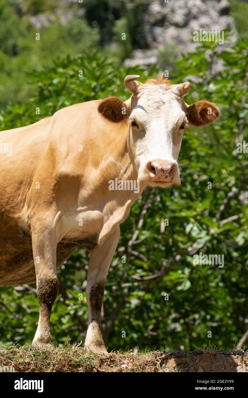Close up view purebred grazing hi-res stock photography and images - Alamy