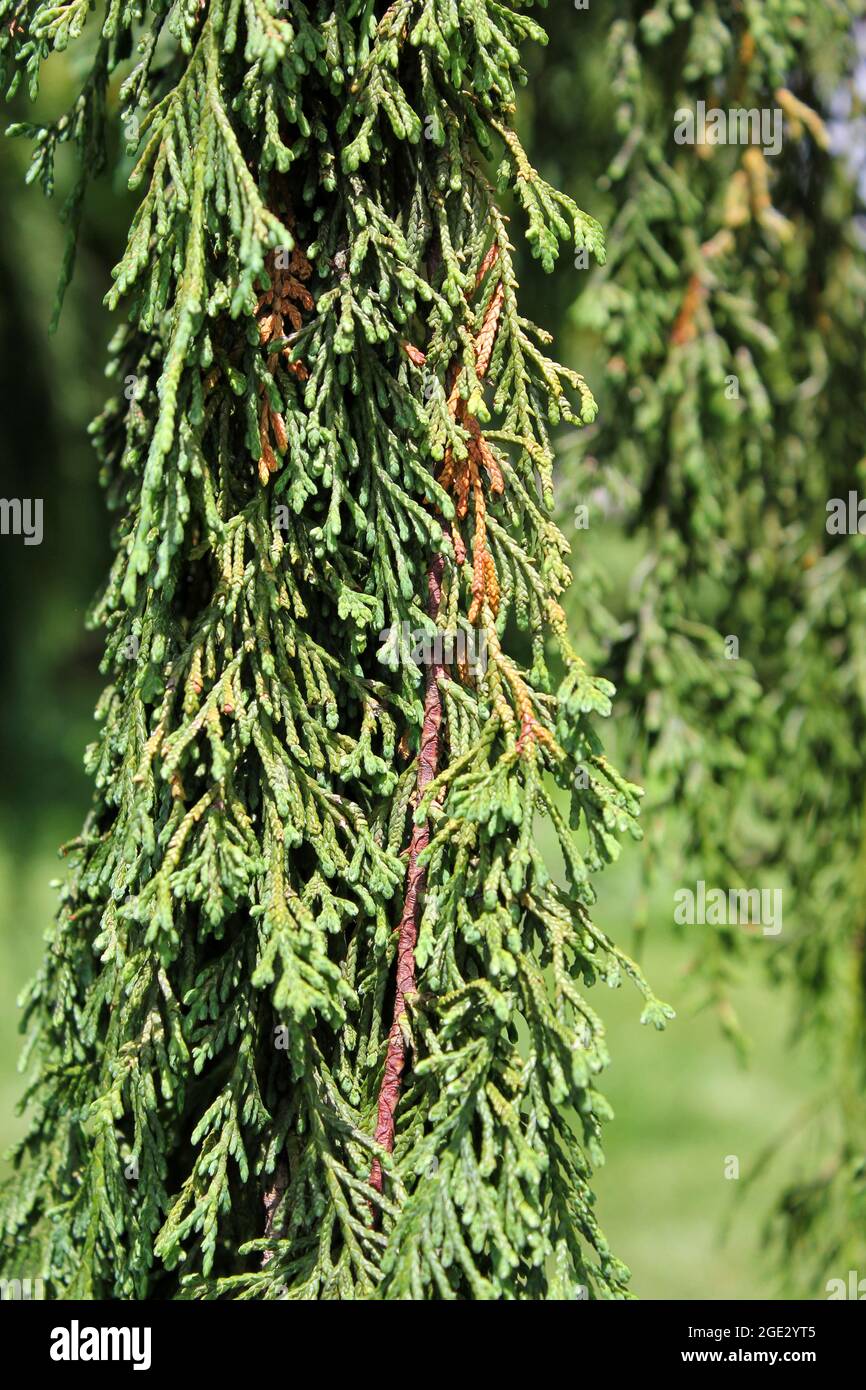 Rare weeping fir tree growing under the bright summer sun in the garden