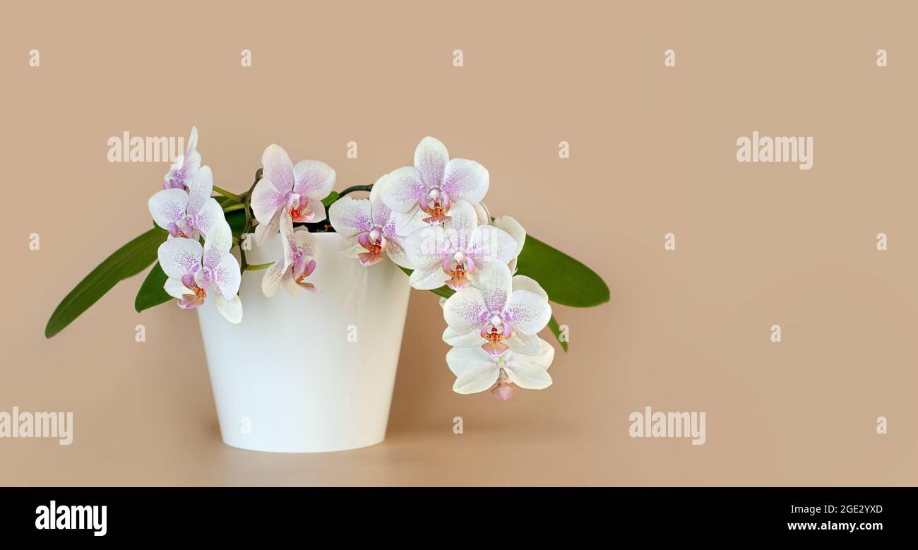 White blooming orchid flower in a white pot on a light beige background. Flower banner, copy space. Close up. Stock Photo