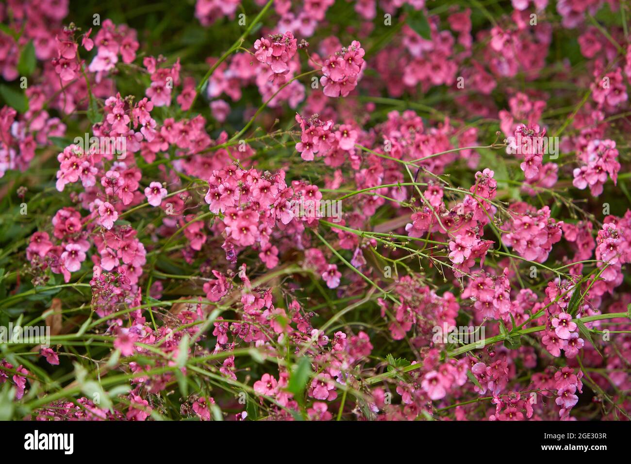 Phlox subulata pink flowering plant grow in Poland, Europe, Polish name Floks szydlasty or plomyk szydlasty in horizontal, nobody. English names creep Stock Photo