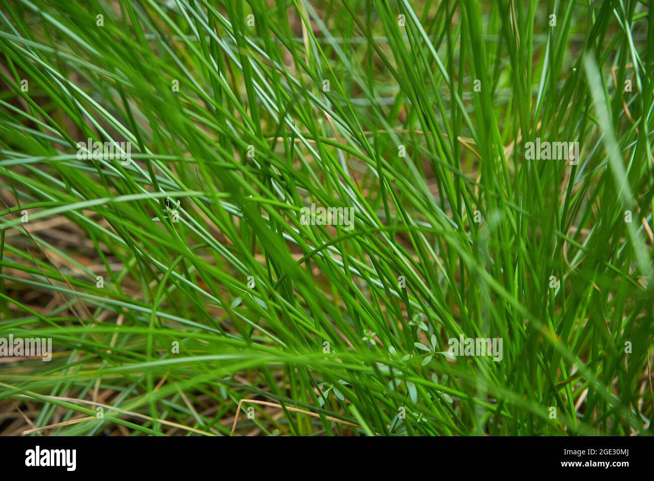 Juncus effusus (Soft rush) is used for Tatami mat materials in Japan