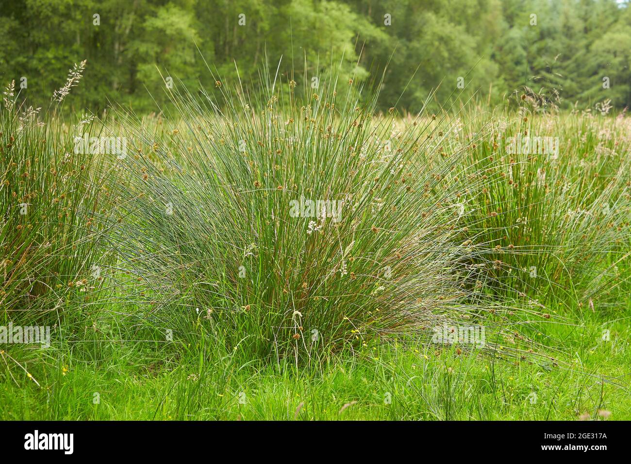 Juncus effusus (Soft rush) is used for Tatami mat materials in Japan