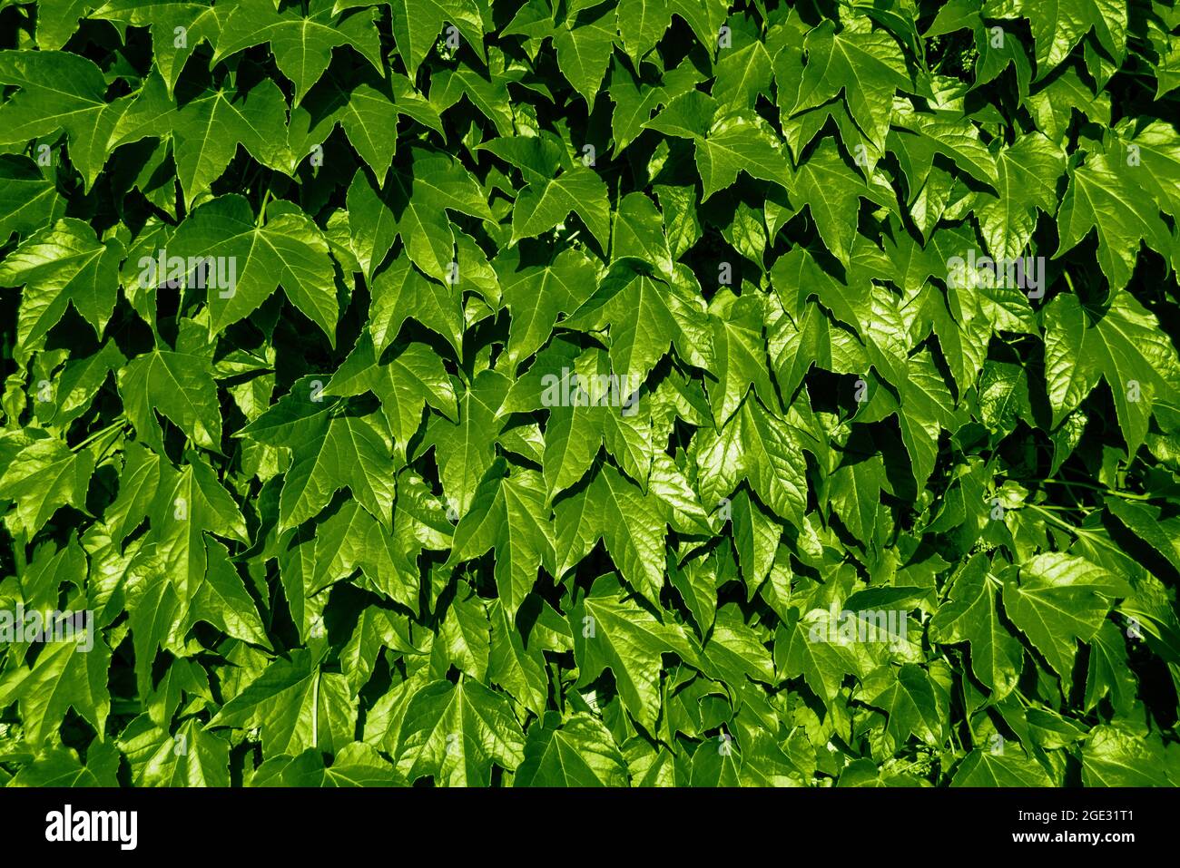 Bright green ivy wall texture. Hedera helix fresh shiny lush foliage. Background Stock Photo