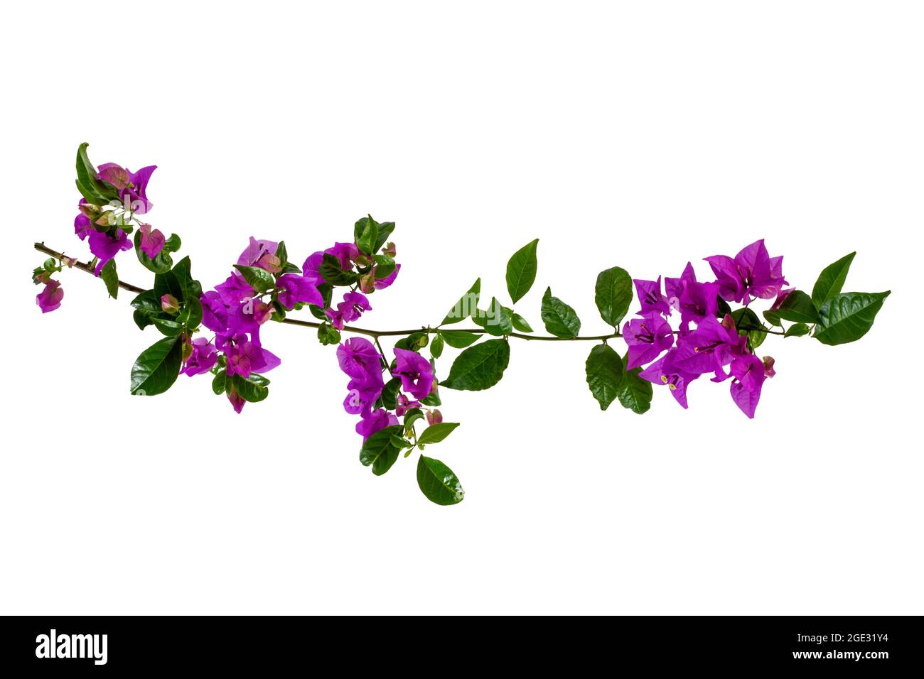 Bougainvillea glabra Cut Out Stock Images & Pictures - Alamy
