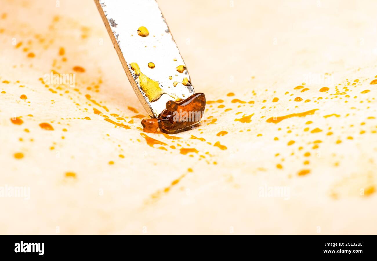 scrape the golden cannabis wax off the parchment paper with dab tool. Stock Photo