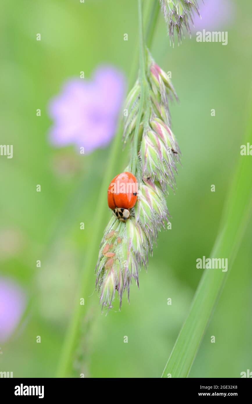 Ladybug is eating aphids on a green grass Stock Photo Alamy