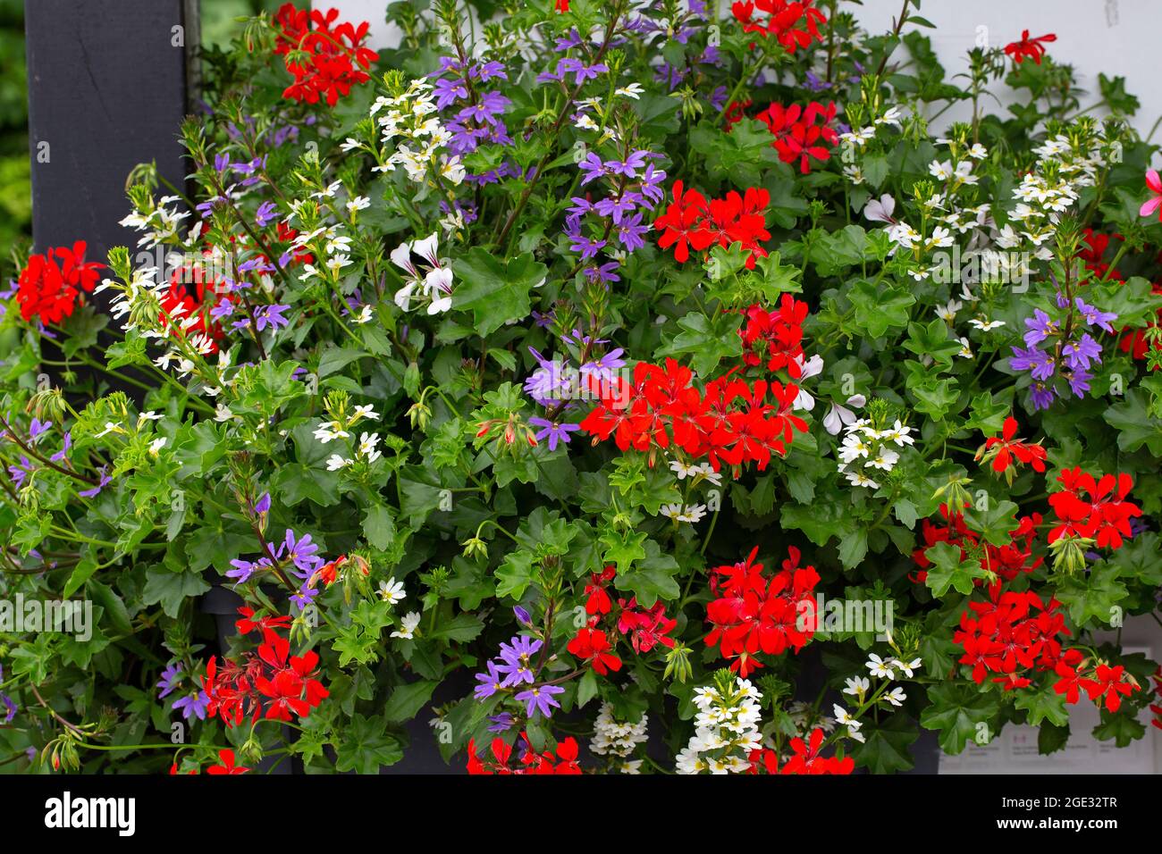 Basket with colorful mix of flowering  garden plants Stock Photo
