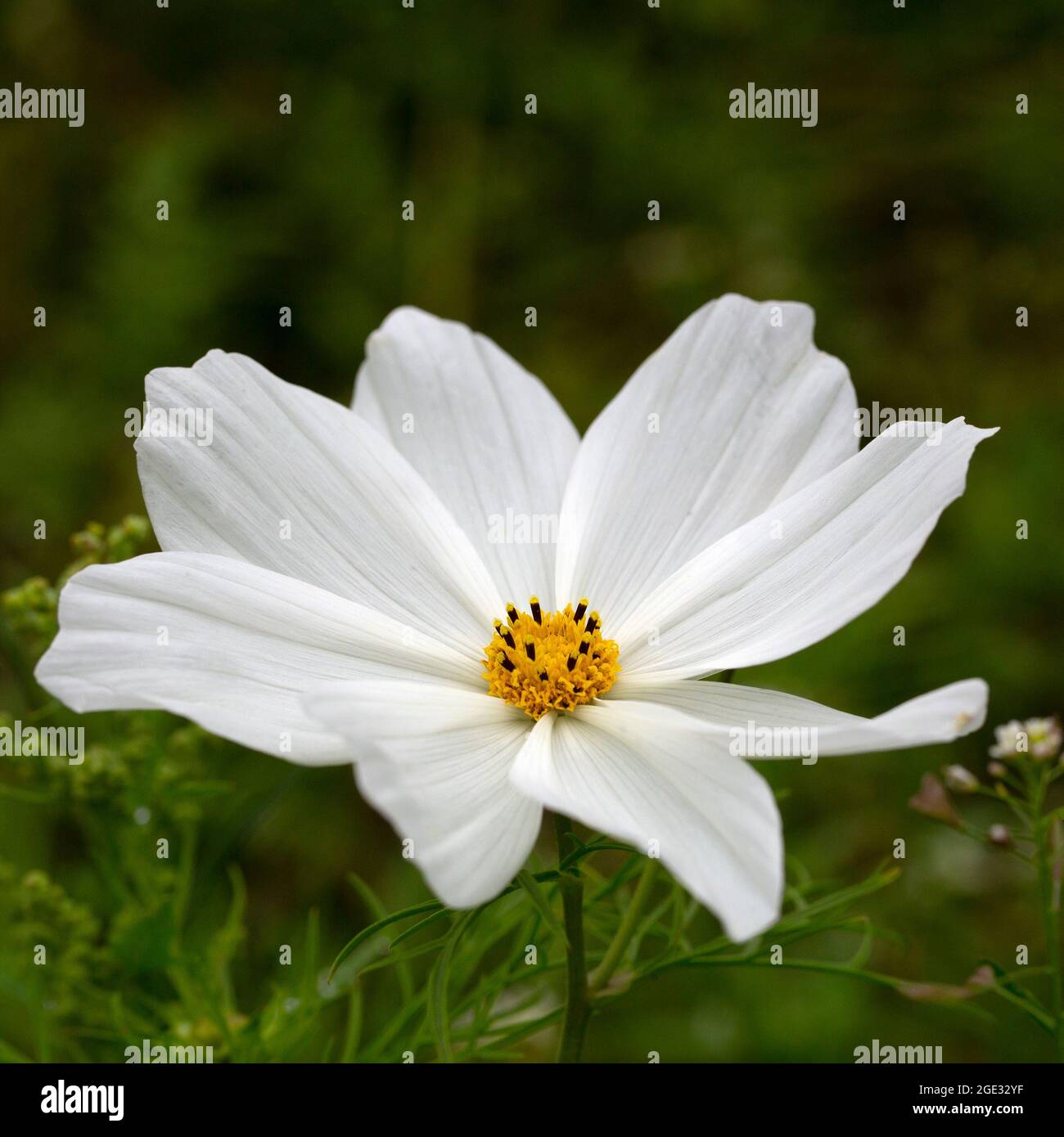 Cosmea (Cosmos bipinnatus), single white flower Stock Photo