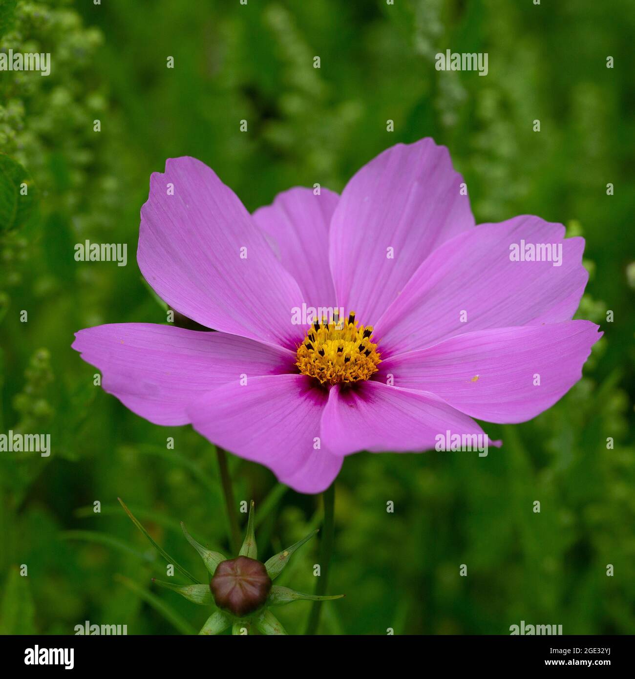 Cosmea (Cosmos bipinnatus), single purple flower Stock Photo