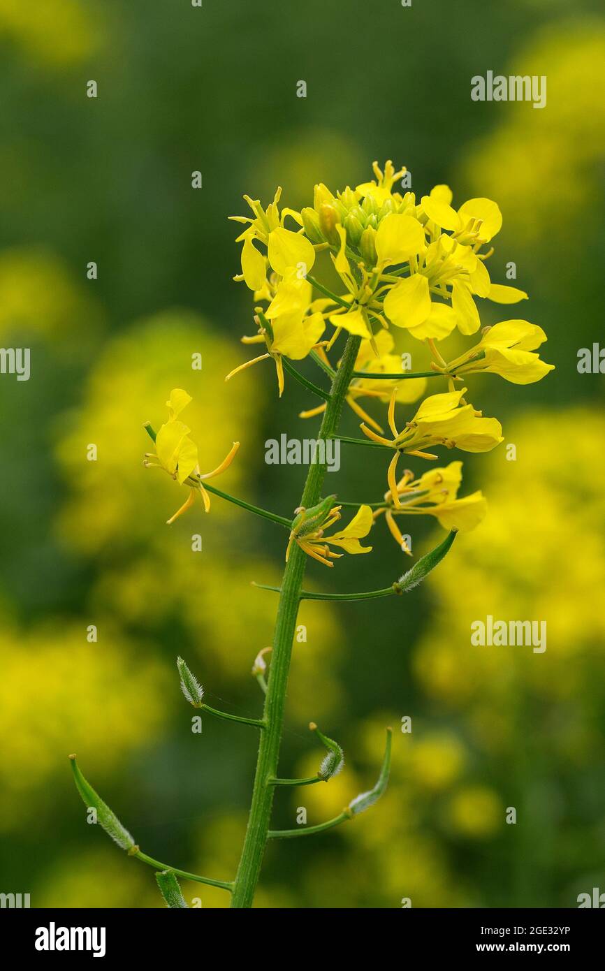Rapeseed (Brassica napus) flowering Stock Photo