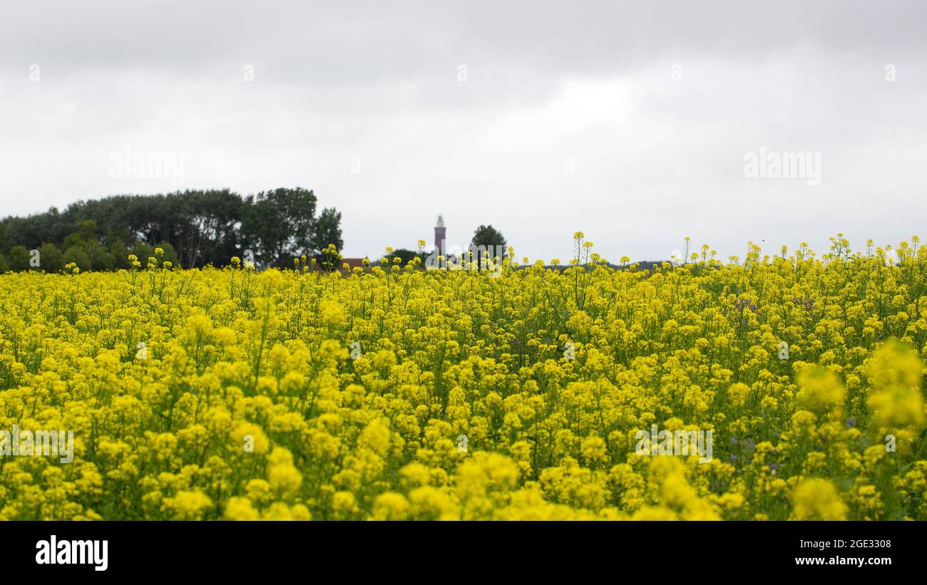 Field of Rapeseed (Brassica napus) flowering Stock Photo