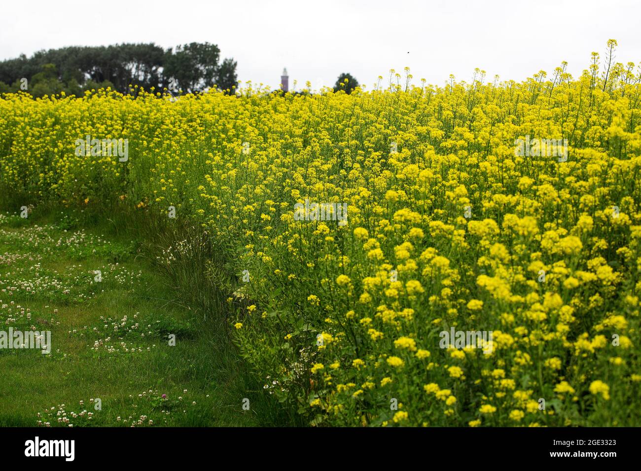 Side of field of Rapeseed (Brassica napus) flowering Stock Photo