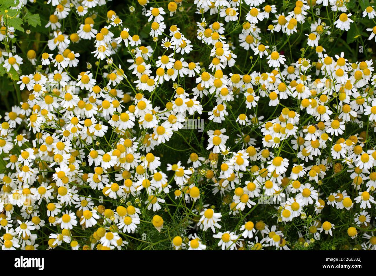 False mayweed or Sea mayseed (Tripleurospermum maritimum), flowering ...