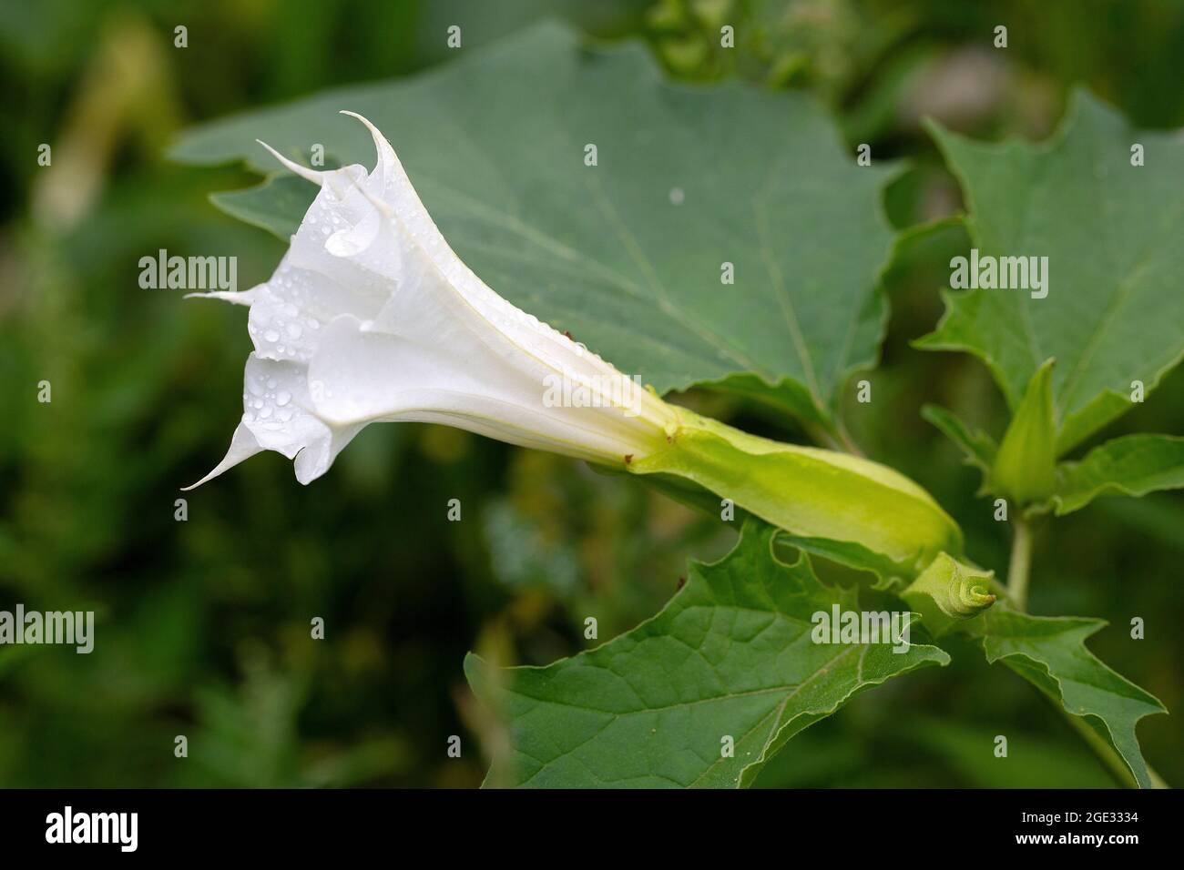 Flower of Thorn apple (Datura stramonium) Stock Photo