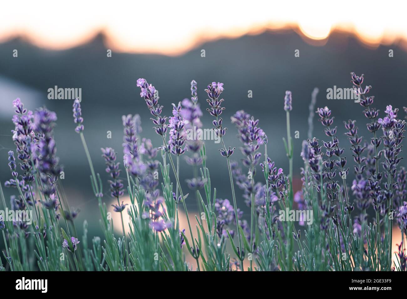 Lavender flowers soft focus hi-res stock photography and images - Alamy