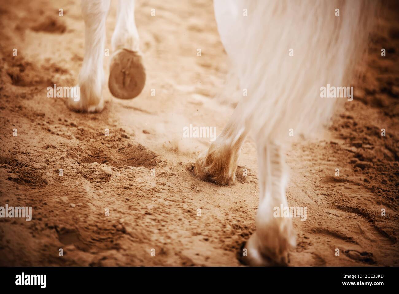 A rear view of the legs of a white horse with a long tail, which steps with its hooves on the sand in the arena. Equestrian sports and dressage. Stock Photo
