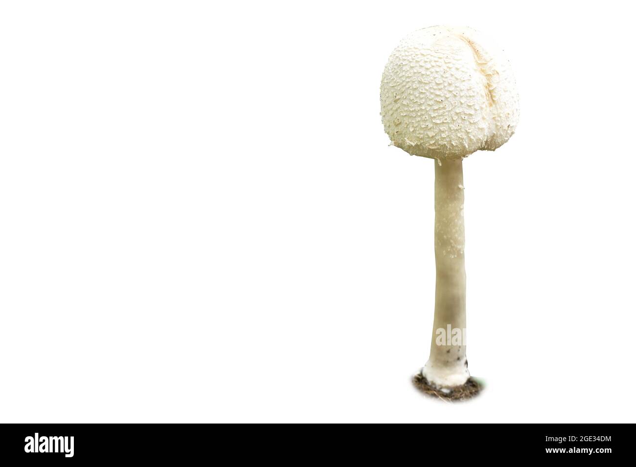 Jungle fungus Cut Out Stock Images & Pictures - Alamy