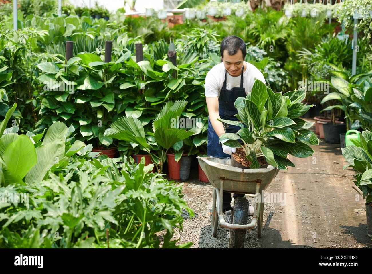 Man pushing wheelbarrow potted plants hi-res stock photography and ...