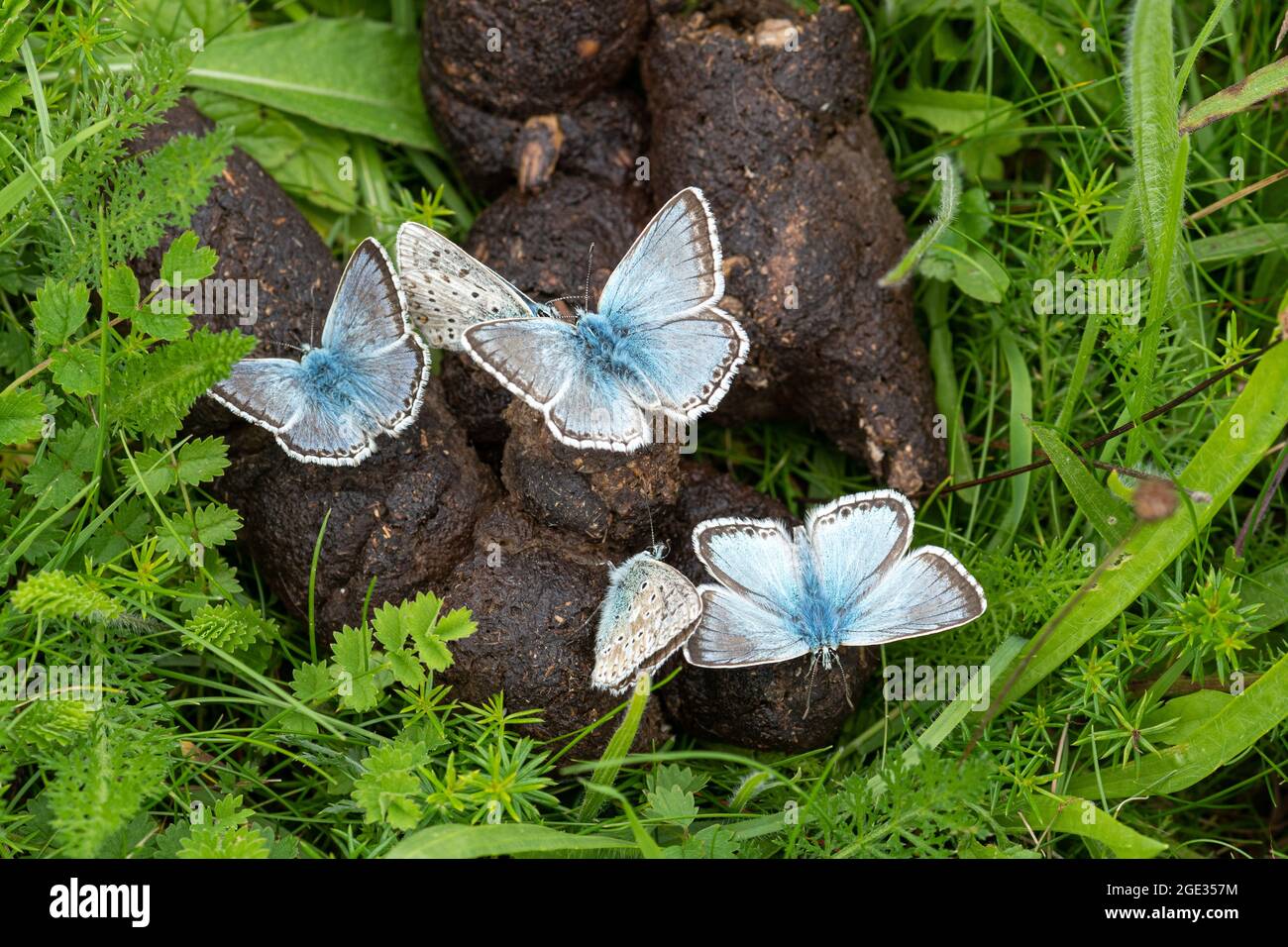Chalkhill blue butterflies (Polyommatus coridon) extracting minerals from dog poo, puddling behaviour, UK Stock Photo