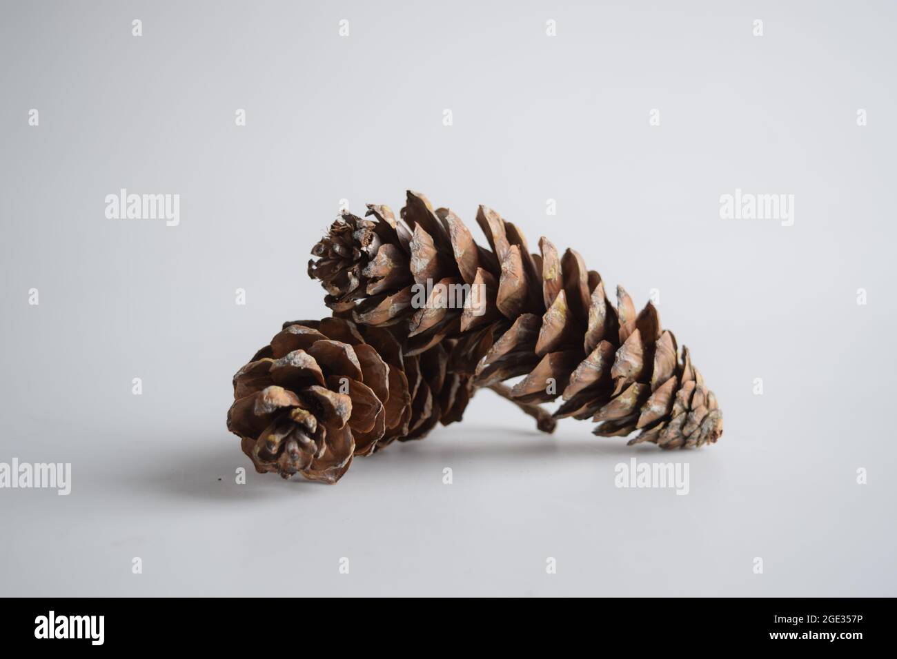 Posed pine cones against a white, infinite background. Stock Photo