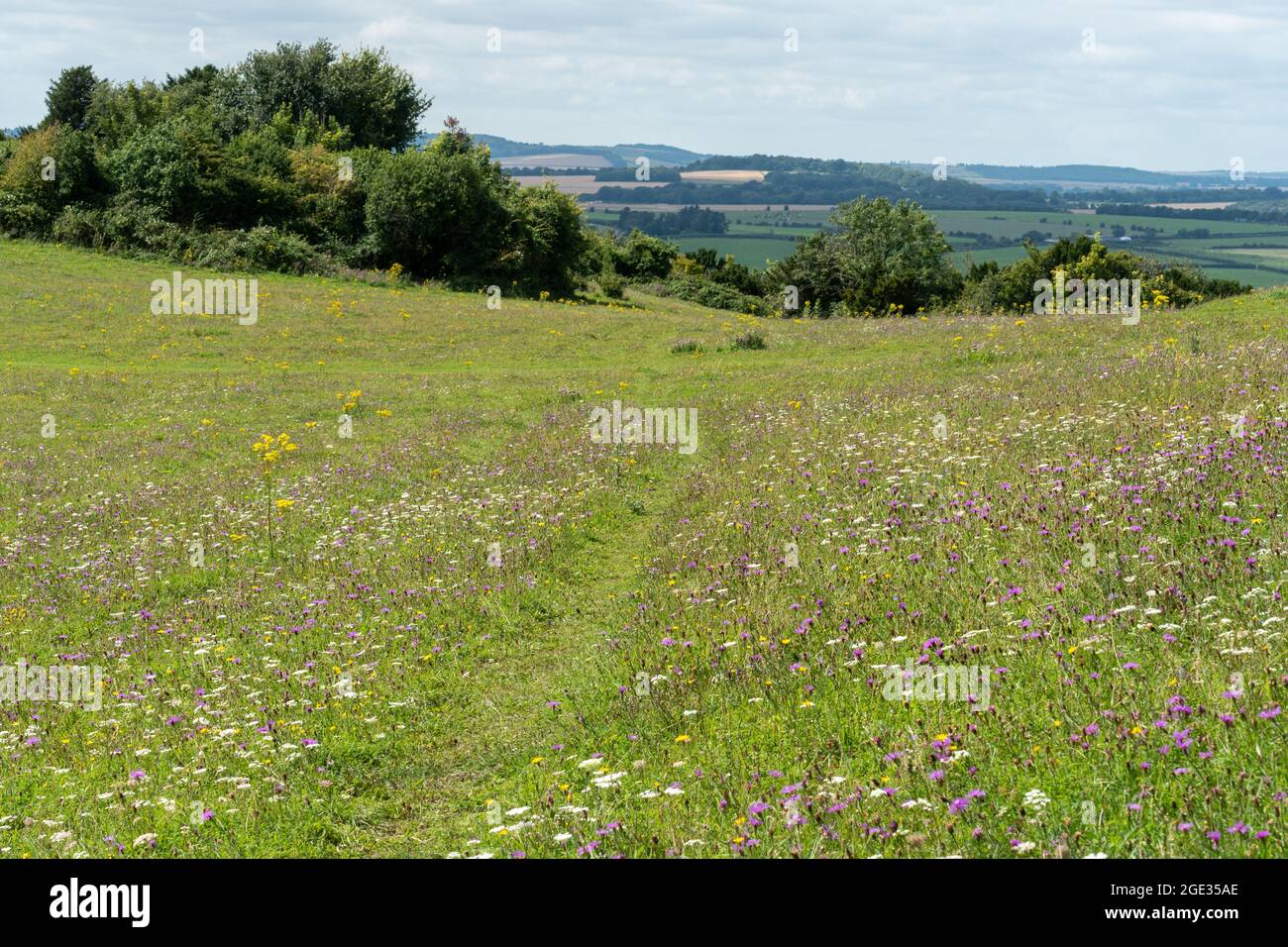 Wildflowers on chalk grassland habitat at Stockbridge Down, Hampshire, England, UK, during August or summer Stock Photo