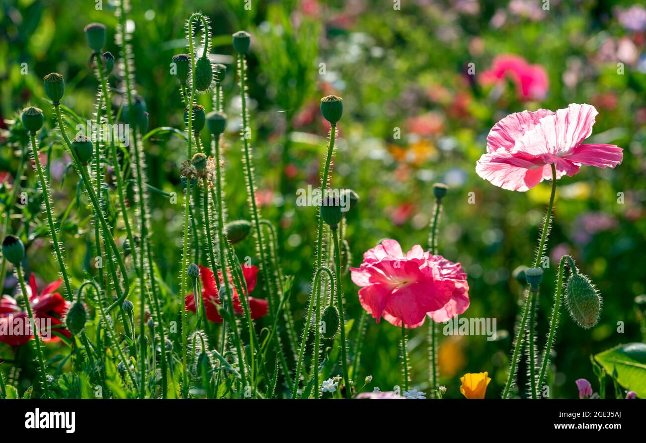 Poppies in a pollinator patch with strong contre jour lighting Stock Photo