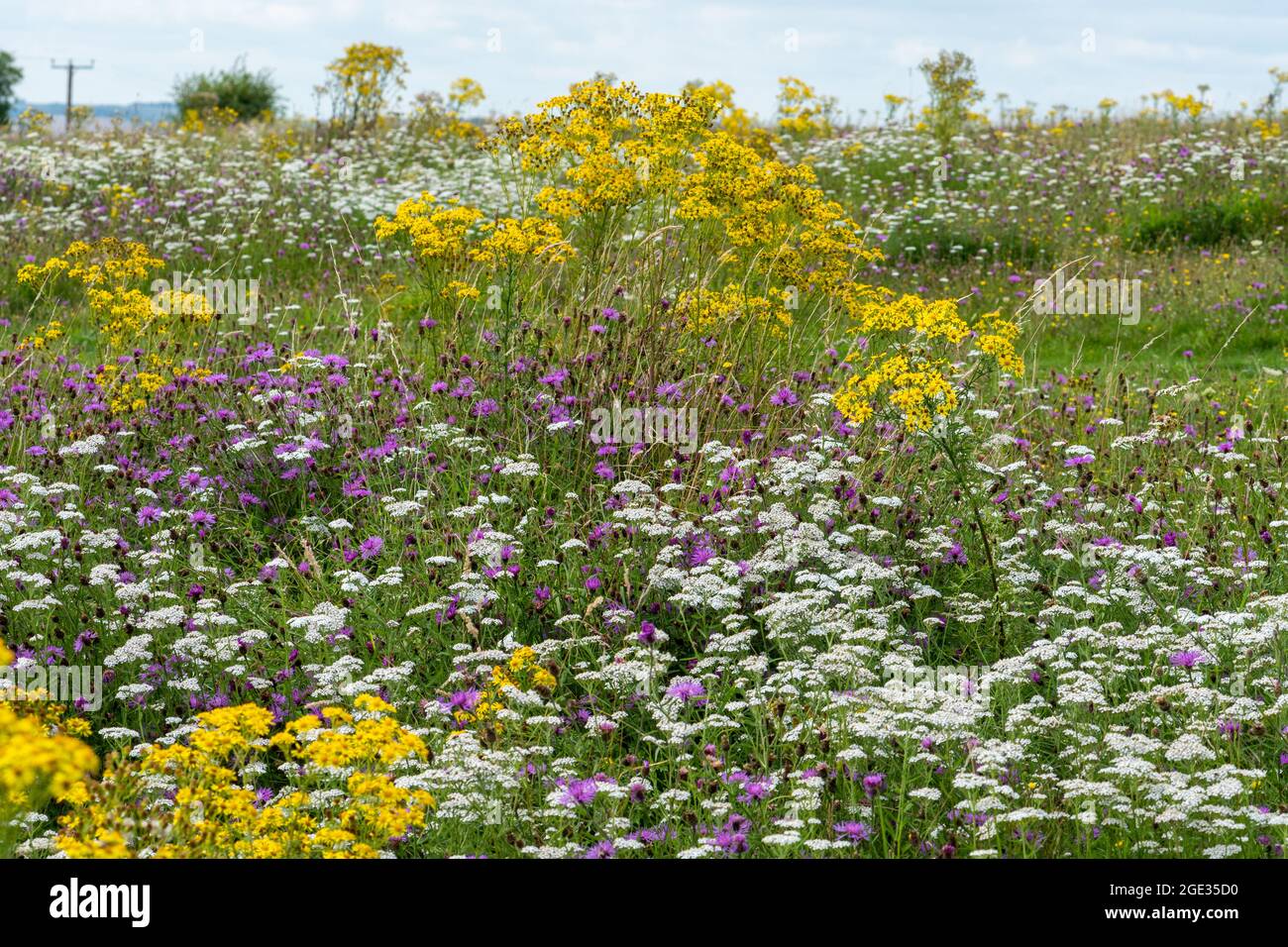 Wildflowers on chalk grassland habitat at Stockbridge Down, Hampshire, England, UK, during August or summer Stock Photo