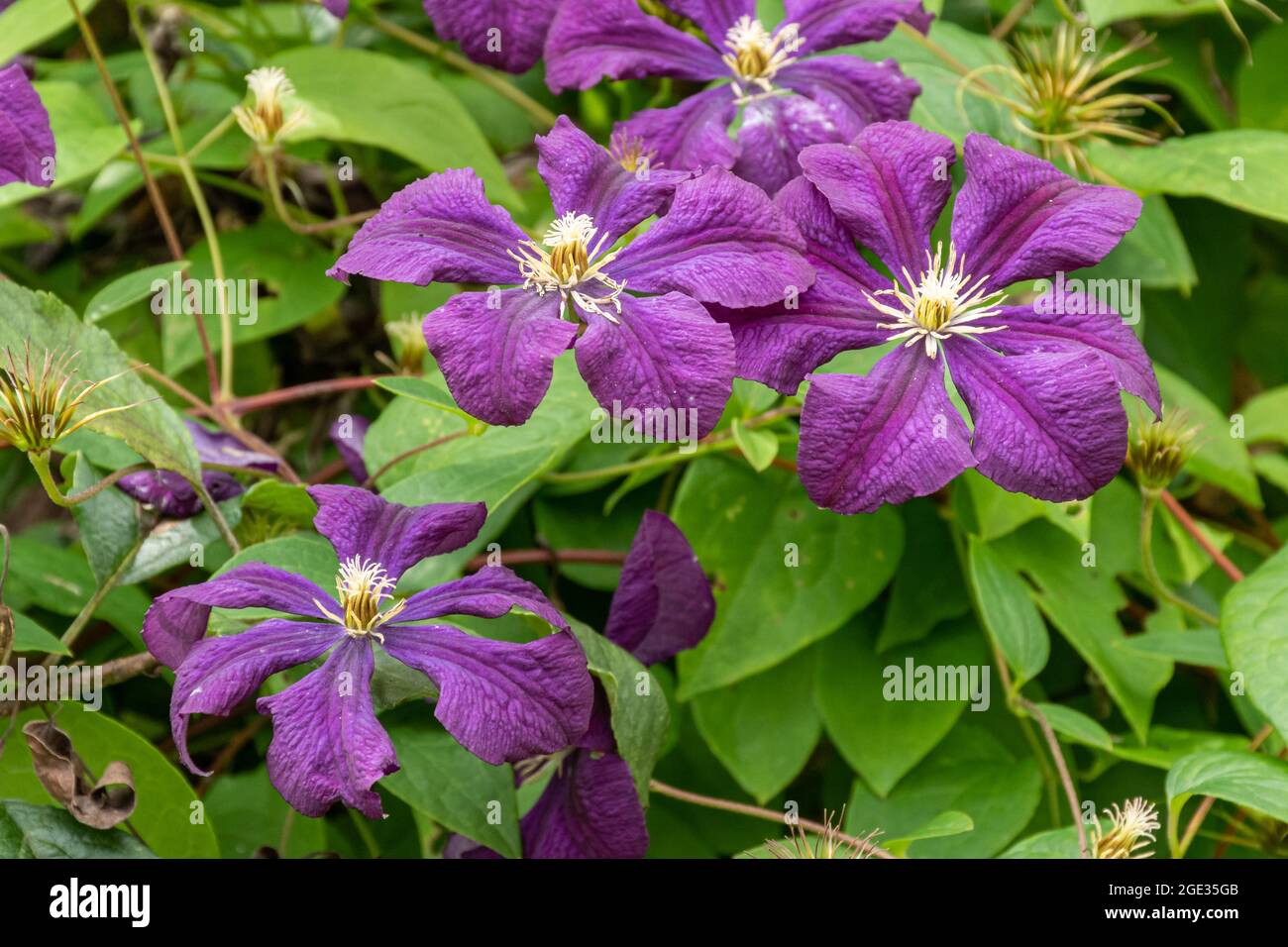Clematis viticella 'Etoille Violette', a climbing plant with profuse purple flowers in summer, UK Stock Photo