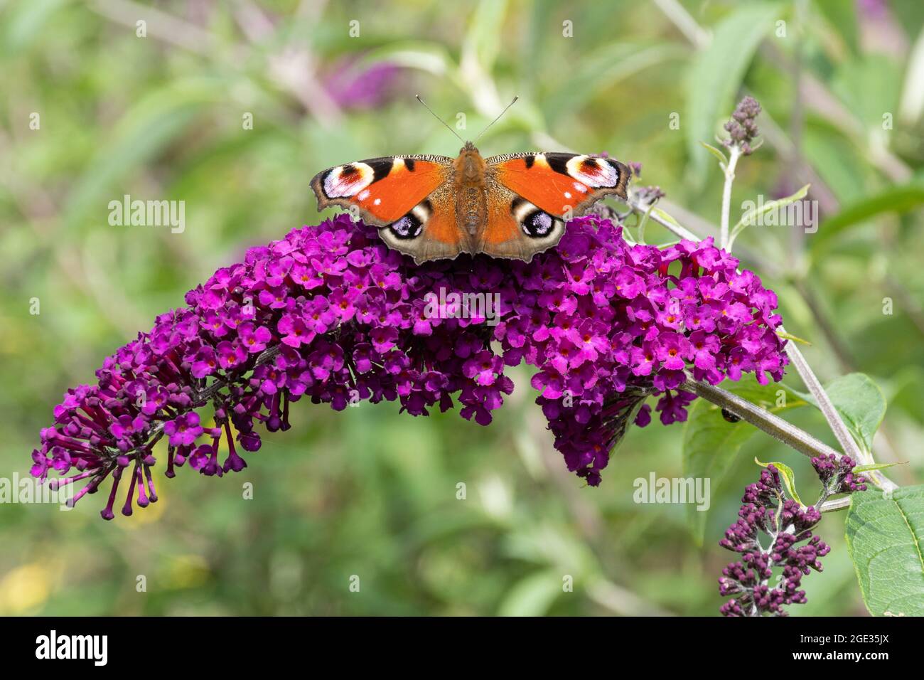 Peacock butterfly (Aglais io) on Buddleja davidii Royal Red flowers, also called a butterfly bush, during summer, UK Stock Photo